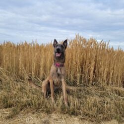 Hunde vom Flussufer