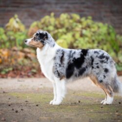 Australian Shepherd True Hill