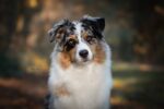 Australian Shepherd True Hill