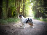 Australian Shepherd True Hill