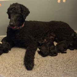 Grosspudel von der Insel Rügen