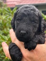 Grosspudel von der Insel Rügen