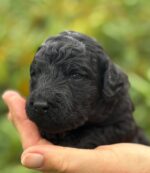 Grosspudel von der Insel Rügen