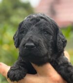 Grosspudel von der Insel Rügen