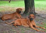 Rhodesian Ridgeback Umzinto Rhodesian Ridgeback Umzinto