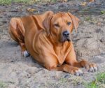 Rhodesian Ridgeback Umzinto Rhodesian Ridgeback Umzinto