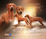 Rhodesian Ridgeback Umzinto Rhodesian Ridgeback Umzinto