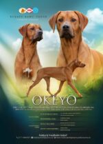 Rhodesian Ridgeback Umzinto Rhodesian Ridgeback Umzinto