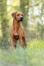 Rhodesian Ridgeback Umzinto Rhodesian Ridgeback Umzinto