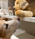 vom Wildweibchenstein vom Wildweibchenstein