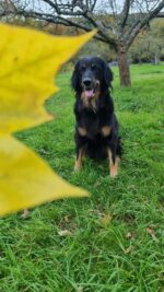 vom Wildweibchenstein vom Wildweibchenstein