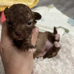 Bolonka Zwetna Welpen