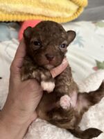 Bolonka Zwetna Welpen Bolonka Zwetna Welpen