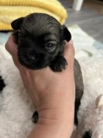 Bolonka Zwetna Welpen Bolonka Zwetna Welpen