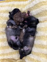 Bolonka Zwetna Welpen Bolonka Zwetna Welpen