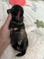 Bolonka Zwetna Welpen Bolonka Zwetna Welpen