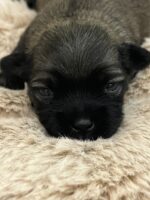 Bolonka Zwetna Welpen Bolonka Zwetna Welpen