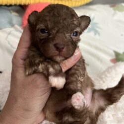 Bolonka Zwetna vom Brunnehof
