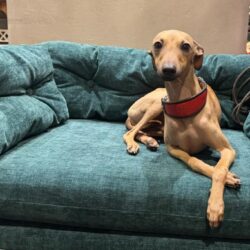 Italienisches Windspiel