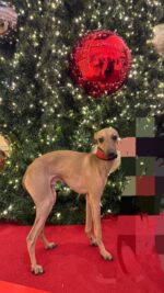 Italienisches Windspiel