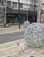 Italienisches Windspiel