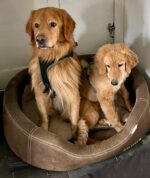 vom Wildweibchenstein