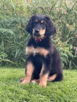 vom Wildweibchenstein