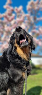 vom Wildweibchenstein