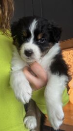 Thunderbay Australian Shepherds