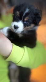 Thunderbay Australian Shepherds