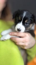 Thunderbay Australian Shepherds