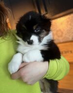 Thunderbay Australian Shepherds