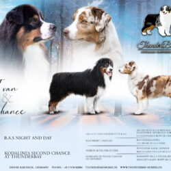 Thunderbay Australian Shepherds