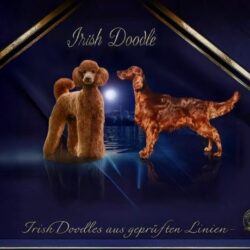Irish Doodle