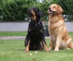Hovawarte vom Casino Bond Royal