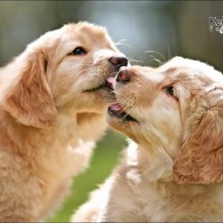 Hovawarte vom Casino Bond Royal