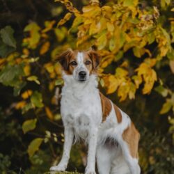 Zwinger vom Burgsteinfelsen