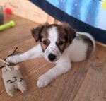 Zwinger vom Burgsteinfelsen