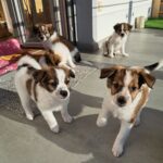 Zwinger vom Burgsteinfelsen