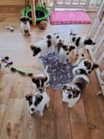 Zwinger vom Burgsteinfelsen