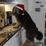 PON von Nora's Nizina