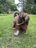 PON von Nora's Nizina