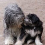 PON von Nora's Nizina