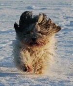 PON von Nora's Nizina