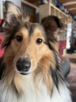 Sheltie Sheltie