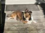 Sheltie Sheltie