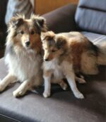 Sheltie Sheltie