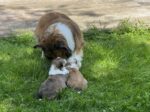Sheltie Sheltie