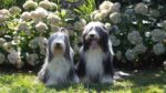 Gentle Noses Gentle Noses