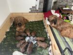 Briards "le roi de mon coeur